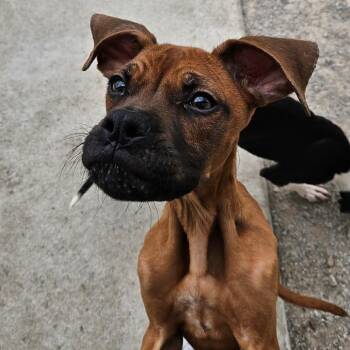 Scrappy Doo -  Boxer Dog for Adoption in Independence, Kansas - Scrappy Doo | PetCurious
