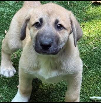 Fonzie -  German Shepherd Dog and Great Pyrenees Dog for Adoption in Kannapolis, North Carolina - Fonzie | PetCurious