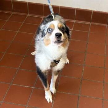 Brody -  Australian Shepherd Dog for Adoption in Salisbury, Maryland - Brody | PetCurious
