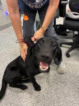 A138151 -  Labrador Retriever Dog for Adoption in Palmetto, Florida - A138151 | PetCurious