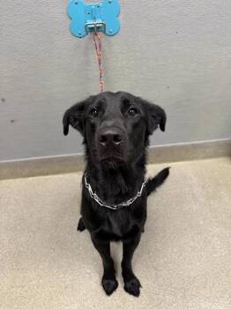 KARIO -  Labrador Retriever and Mixed Breed Dog for Adoption in Las Vegas, Nevada - KARIO | PetCurious