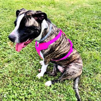 Bella -  Pit Bull Terrier and Mixed Breed Dog Available for Adoption in Springfield, Missouri - Bella | PetCurious