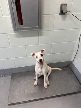 JUDY HOPPS -  Whippet Dog for Adoption in Corpus Christi, Texas - JUDY HOPPS | PetCurious