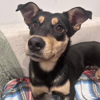 Mixed Breed Dogs Available for Adoption - Tina | PetCurious