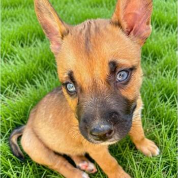 Mickey -  Mixed Breed Dog for Adoption in Hemet, California - Mickey | PetCurious