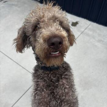 Texas -  Poodle and Mixed Breed Dog for Adoption in Matteson, Illinois - Texas | PetCurious