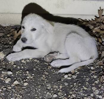 Great Pyrenees Dogs Available for Adoption - KLAWS | PetCurious