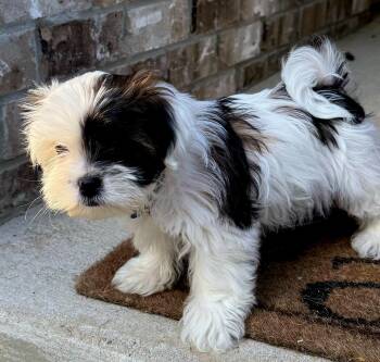 Puppy Trey -  Shih Tzu Dog for Adoption in Franklin, Tennessee - Puppy Trey | PetCurious