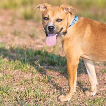 AQUAFINA -  Labrador Retriever and Mixed Breed Dog for Adoption in St. Louis, Missouri - AQUAFINA | PetCurious