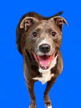 STELLA -  Mixed Breed Dog for Adoption in Jacksonville, Florida - STELLA | PetCurious