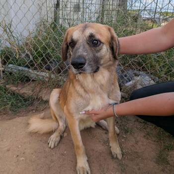 Blueberry -  Mixed Breed Dog for Adoption in Anderson, Texas - Blueberry | PetCurious