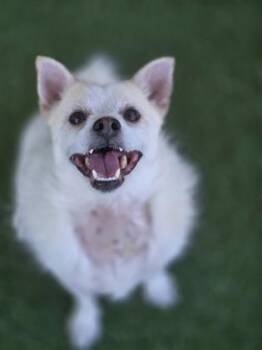 Gerald -  Terrier Dog for Adoption in Sacramento, California - Gerald | PetCurious
