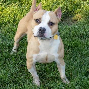 TAKI -  Staffordshire Bull Terrier Dog for Adoption in St. Louis, Missouri - TAKI | PetCurious
