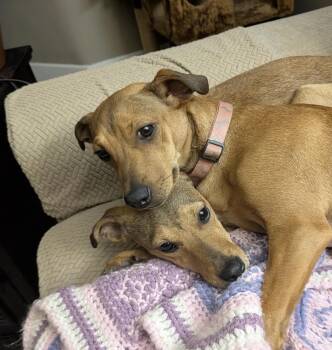 Carly & Yuki -  Terrier Dog for Adoption in Maryville, Tennessee - Carly & Yuki | PetCurious