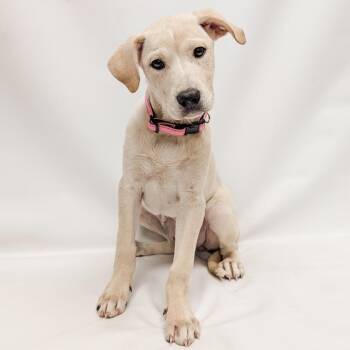 Labrador Retriever and Mixed Breed Dogs Available for Adoption in Parker, Colorado - 616 (2026) Jan | PetCurious