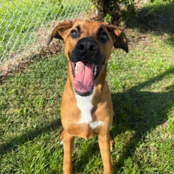 Duke -  Mixed Breed Dog for Adoption in Wilmington, North Carolina - Duke | PetCurious