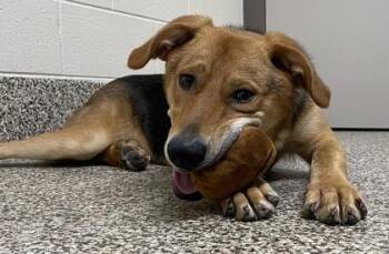 Patrick Star -  Retriever and Mixed Breed Dog for Adoption in Westland, Michigan - Patrick Star | PetCurious