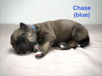 Retriever and Shepherd Dogs Available for Adoption in Calgary, Alberta - Chase | PetCurious