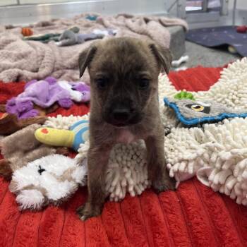 Percussion -  Cattle Dog and Mixed Breed Dog for Adoption in Kanab, Utah - Percussion | PetCurious