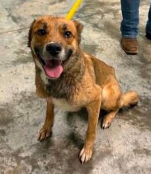 Shake -  Mixed Breed Dog Available for Adoption in Lampasas, Texas - Shake | PetCurious