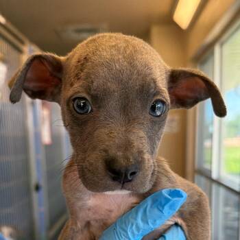 Scooter Kaun -  American Staffordshire Terrier Dog for Adoption in San Antonio, Texas - Scooter Kaun | PetCurious