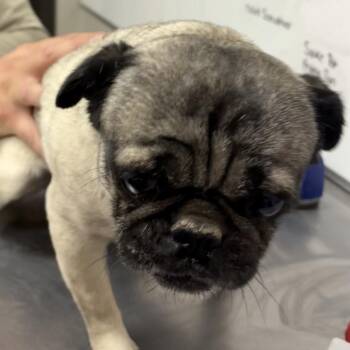 Bellie -  Pug Dog for Adoption in Yuma, Arizona - Bellie | PetCurious