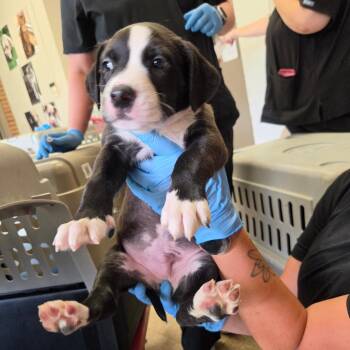 Kermit -  Terrier Dog for Adoption in Birmingham, Alabama - Kermit | PetCurious