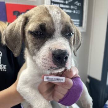 Mixed Breed Dogs Available for Adoption in Savannah, Georgia - Cassidy Puppy 1 | PetCurious