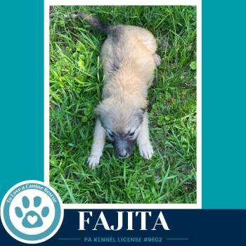 Fajita  (Taco Tuesday Crew) 062026 -  Shepherd Dog for Adoption in Kimberton, Pennsylvania - Fajita  (Taco Tuesday Crew) 062026 | PetCurious