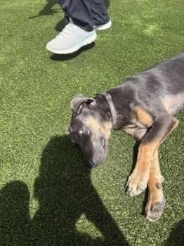 Mixed Breed Dogs Available for Adoption in Colorado Springs, Colorado - Fred | PetCurious