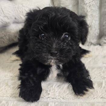 Binky -  Mixed Breed Dog for Adoption in Jarrettsville, Maryland - Binky | PetCurious