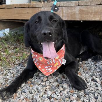 June -  Labrador Retriever Dog for Adoption in Columbia, South Carolina - June | PetCurious