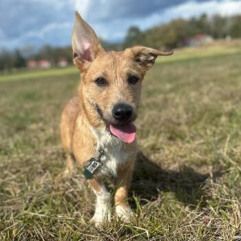 Rescue Mixed Breed Dogs for Adoption in Rossville, Georgia - Rosie | PetCurious