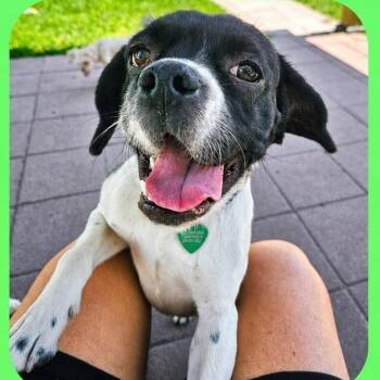 Winona -  Beagle and Boxer Dog for Adoption in Livonia, Michigan - Winona | PetCurious