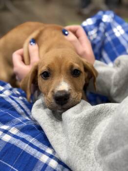 Rescue Labrador Retriever and Hound Dogs for Adoption in Mahwah, New Jersey - Peanut Butter | PetCurious