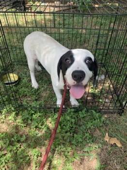 Rescue German Shorthaired Pointer and Mixed Breed Dogs for Adoption in Fort Worth, Texas - Mr. President | PetCurious