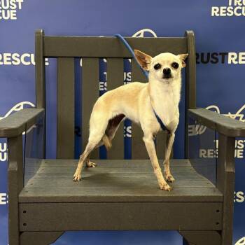 KENDALL -  Chihuahua and Mixed Breed Dog for Adoption in Waterford, New Jersey - KENDALL | PetCurious