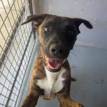 BUCK -  Boxer and Mixed Breed Dog for Adoption in Kyle, Texas - BUCK | PetCurious
