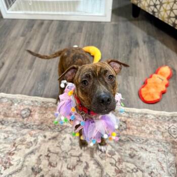 American Staffordshire Terrier and Chihuahua Dogs Available for Adoption in Friendswood, Texas - Ella Stella The Itsy Bitsy Beauty | PetCurious