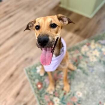 Tempy Tandy Sweet as Candy -  Shepherd and Mixed Breed Dog for Adoption in Friendswood, Texas - Tempy Tandy Sweet As Candy | PetCurious