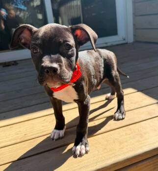 Lucas -  Mixed Breed Dog for Adoption in Berwick, Maine - Lucas | PetCurious