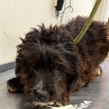 Wonka -  Poodle and Mixed Breed Dog for Adoption in Yuma, Arizona - Wonka | PetCurious