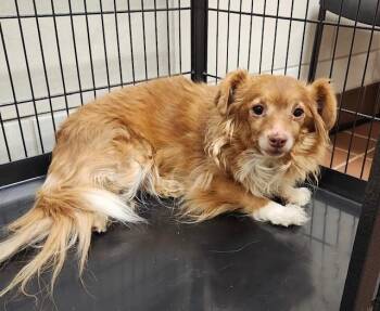 Chihuahua Dogs Available for Adoption in Houghton Lake, Michigan - Tippy | PetCurious