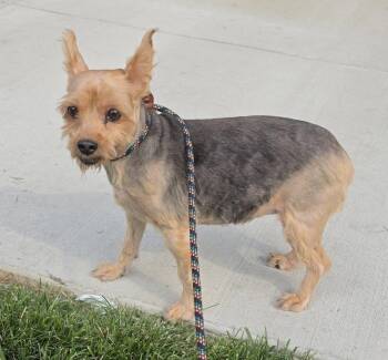 Hannah -  Yorkshire Terrier Dog for Adoption - Hannah | PetCurious