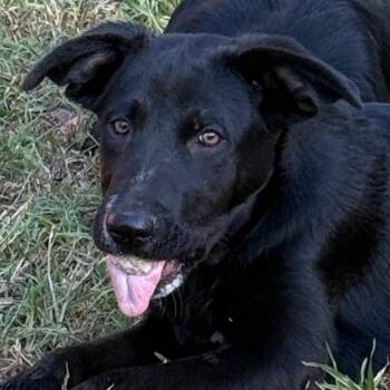 Venus -  German Shepherd Dog Dog for Adoption in Jacksonville, Arkansas - Venus | PetCurious