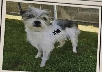 Rescue Terrier Dogs for Adoption in Riverton, Utah - Fidget | PetCurious