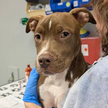 Newt -  Mixed Breed Dog for Adoption in Greenville, South Carolina - Newt | PetCurious