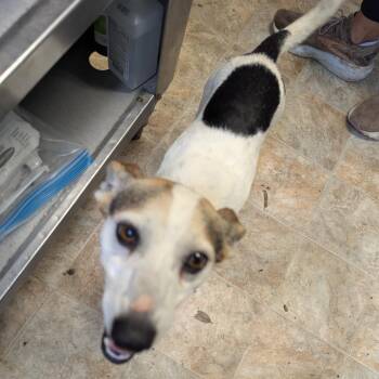 Brody -  Jack Russell Terrier and Mixed Breed Dog for Adoption in Boerne, Texas - Brody | PetCurious