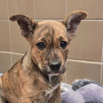 Mixed Breed Dogs Available for Adoption - Raspberry | PetCurious