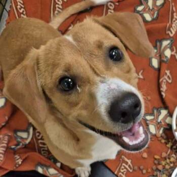 Brooks D9857 -  Beagle and Jack Russell Terrier Dog for Adoption - Brooks D9857 | PetCurious